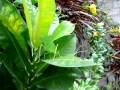 videos de Hoja verde