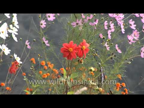 how to collect dahlia seeds