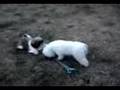 Bichón Frisé video