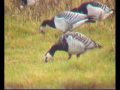 Barnacle Goose Barnacle Goose