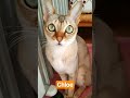 朝陽が作る細い瞳2026年4月26日#シンガプーラ #猫 #singapura #cat 【#1215】