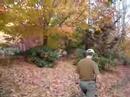 Walking through the leaves Walking through the leaves