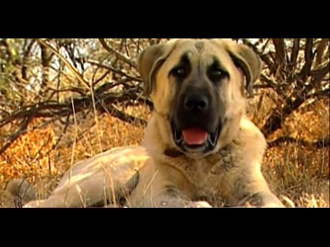 kangal