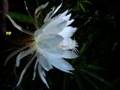 Choreograph of Cereus Cactus 花 姿