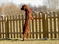 Photos of my irish setters Photos of my irish setters