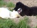videos de white schroeder vs brownie