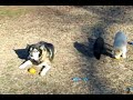 Wolf-Dogs Eat Oranges