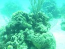 Bahamas Dive Trip