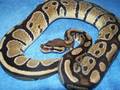 videos de snake pics #1