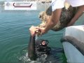Formia: anfore romane trovate sui fondali dalla Capitaneria di Porto