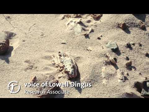 how to collect broken bones