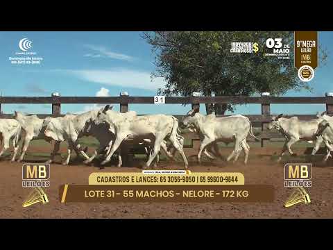 9� MEGA LEIL�O DA MB LEIL�ES