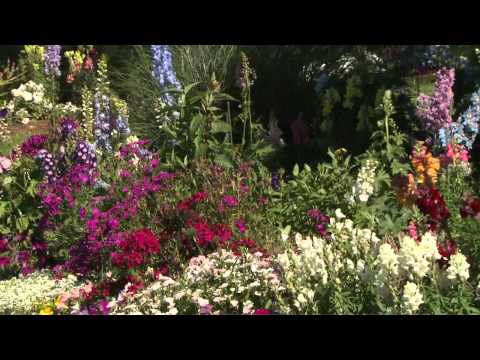 how to fertilize delphinium