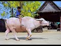 Amazing Albino Animals Slide Show! Amazing Albino Animals Slide Show!