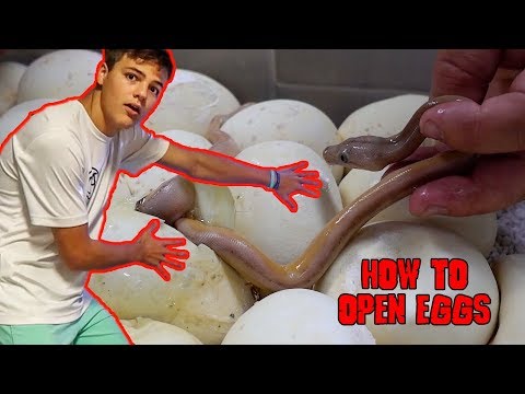YouTube reptile video