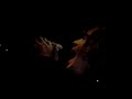 Incubus en buenos aires