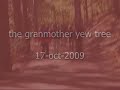 20091017 the grandmother yew tree