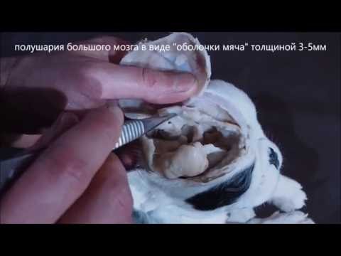 Врожденная гидроцефалия у английского бульдога
