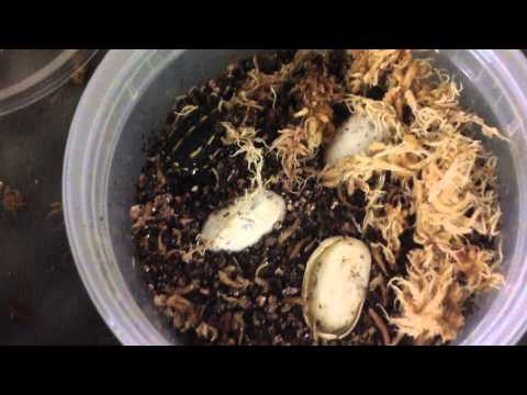 YouTube reptile video