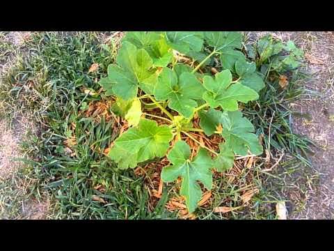 how to harvest acorn squash