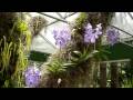 Exposição de orquídeas no Espaço Aranda Orquídeas em Teresópolis, Janeiro de 2009.