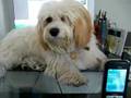 Cavachon