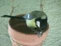 videos de Kohlmeise (Parus major); Great Tit