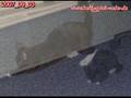 046 - Flöckchen das Katzenbaby III
