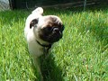Bobo playing outside