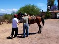 cavallo