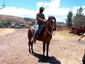 cavallo