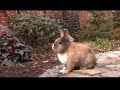 cat & rabbit cat & rabbit