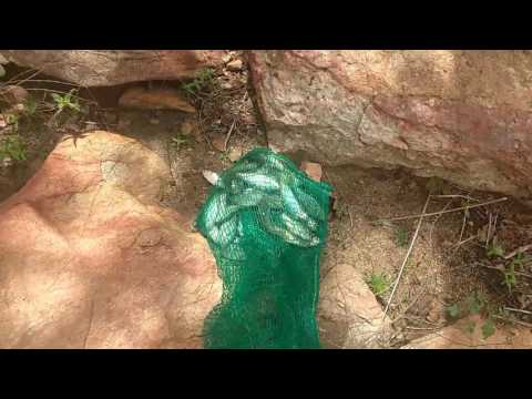Rio copiti tem Peixe 16-04-17