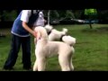 Poodle