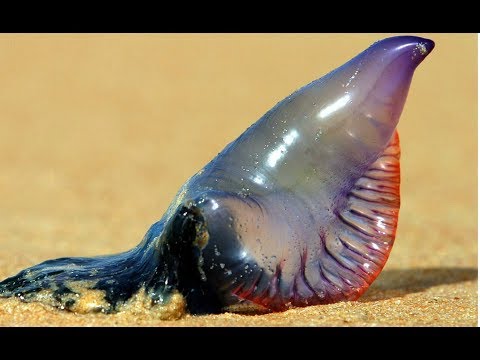 Quallen-Alarm: Hochgiftige Portugiesische Galeere bei ...