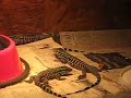 More of the tegu hatchlings