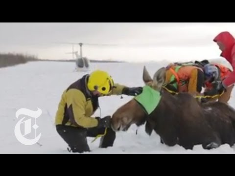 Moose Populations Affected by Global Warming
