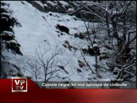Caprele negre, tot mai aproape de civilizaţie