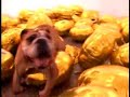 dog popping balloons at jonathan levine gallery