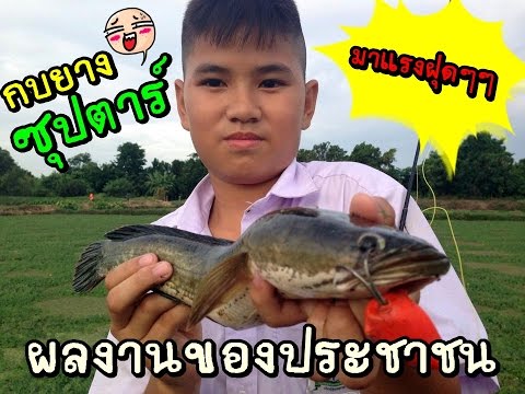 เด็กตกปลาช่อนนากระเฉด !!!