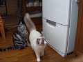 ???????(=^?^=)?We wait for breakfast.