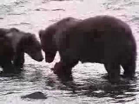 kodiack bear