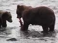 More Kodiak Bears