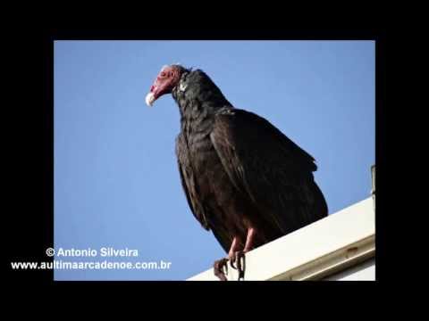 Cathartes aura (Turkey Vulture),Emma Wood State Beach,Ventura,CA,USA,20-6-2013.Antonio Silveira