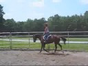Registered Appendix Quarter Horse for Sale--Artistic Vision