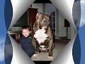 Breed Specific Laws - Please Don't hurt Us