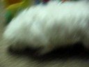Viva, coton w cats
