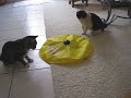 Shorty and Mia new toy