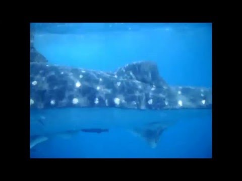 Plongée avec les requins baleines et raie manta au Mexique