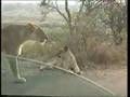 LEEUWEN KRUGERPARK ZUID-AFRICA Lion vs. Giraffe